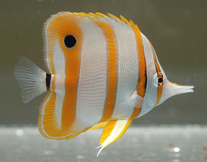 CHELMON ROSTRATUS